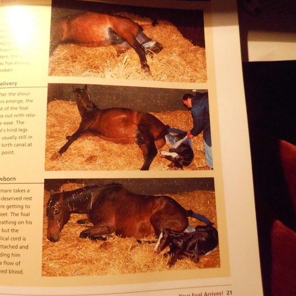 The Foaling Primer - Caring for Mare & Foal - Picture 4 of 5